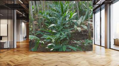 Ginger plants in the fields, Ginger is a basic ingredient for drinks and traditional herbal medicine Wall mural