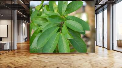 Soursop leaves are a natural ingredient in traditional alternative medicine Wall mural