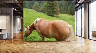 Brown horses with a yellow mate Wall mural