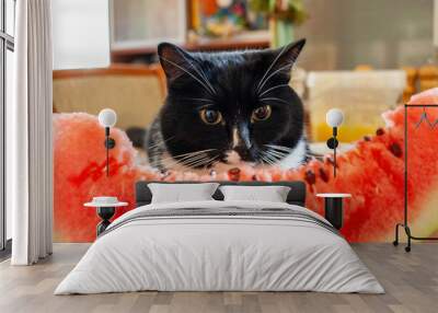 Black and white cat sitting in front of large slice of watermelon in room and looking at it with interest. Wall mural