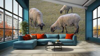 Sheep grazing in an autumn meadow. Wall mural