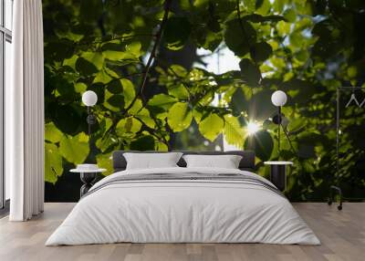 Leaves and sunlight. Carbon net zero or Earth Day concept photo. Wall mural