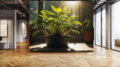 Plant germination growth, plant growing at sunrise Wall mural