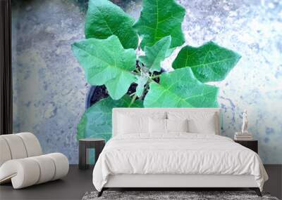 Eggplant tree planted in a pot Wall mural