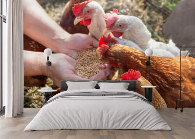 The farmer hand-feeds his hens with grain. Natural organic farming concept Wall mural