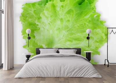 Fresh lettuce leaf Wall mural