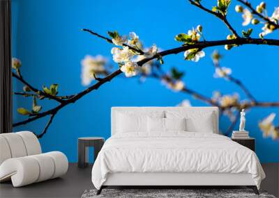 Blossoming tree branches due to spring. Beautiful blossom on nature background. Beautiful spring flowers on a tree branch. Close up of white wild prunus sp flowers Wall mural