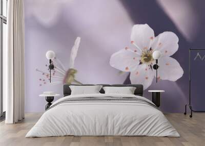 Fowers of the cherry or apple blossom. Sakura flower. Wall mural