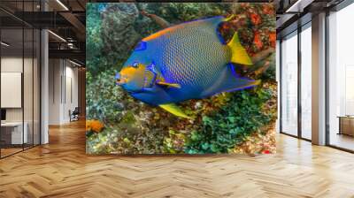 Maldives. Fish Royal Caribbean angel/Maldives. Fish Royal Caribbean angel is often found on coral reefs. Wall mural