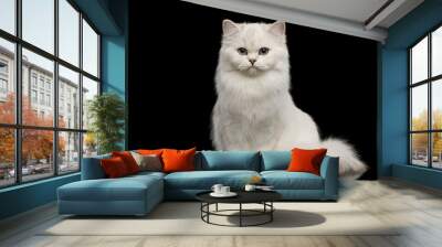 Adorable British breed Cat White color with Blue eyes, Sitting and looking in Camera on Isolated Black Background, front view Wall mural