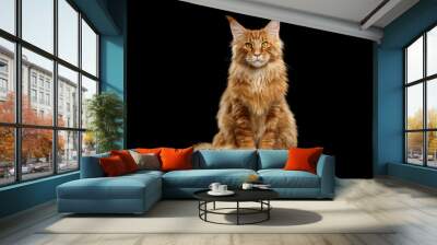 Beautiful Red Maine Coon Cat Sitting with Large Ears and Furry Tail Looking in Camera Isolated on Black Background, Front view Wall mural