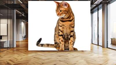 bengal cat sitting and looking down on white Wall mural