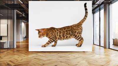 Bengal Cat walking on White background  Wall mural