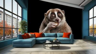 Close-up Lemur Slow Loris Isolated Black background Wall mural