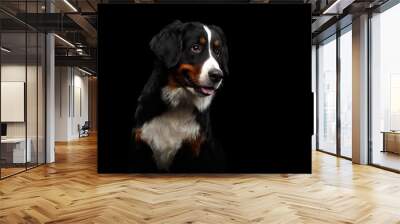 Close-up portrait of Bernese Mountain Dog Curious looking in camera on isolated black background Wall mural