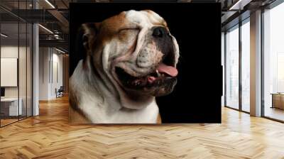 Close-up portrait of dog british bulldog breed, white and red color, closed eyes on isolated black background Wall mural