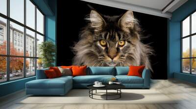 Close-up Portrait of Expression Maine Coon Cat Stare Isolated on Black Background, Front view Wall mural