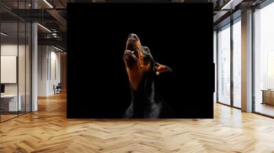 Closeup portrait of howling Doberman Pinscher Dog on isolated Black background Wall mural