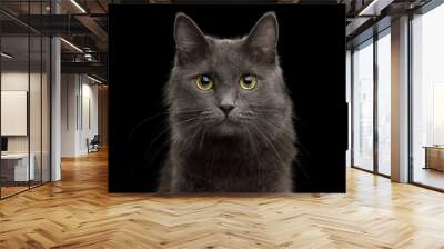 Cute Portrait of Grey Mixed-breed Cat on Isolated Black Background Wall mural