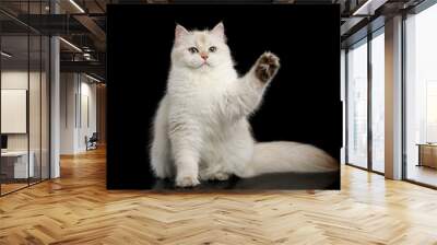 Funny British Cat White color-point Sits and touching paw on Isolated Black Background, front view Wall mural