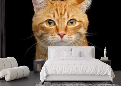 Funny Portrait of Ginger Cat Gazing with Clumsy ear on Isolated Black Background Wall mural