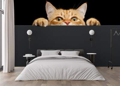 Ginger cat peeks out from behind the background. Copy space. Isolated on black background Wall mural