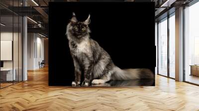 Playful maine coon cat with funny face side view on Isolated black background Wall mural