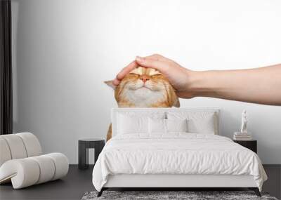 Portrait of a woman's hand stroking a ginger cat with smile on Isolated white background Wall mural