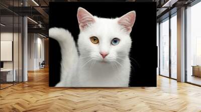 Portrait of Pure White Cat with odd eyes and tail on Isolated Black Background, front view Wall mural