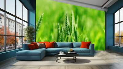 Macro close up of fresh young ears of young green wheat in spring summer field. Free space for text. Agriculture scene Wall mural