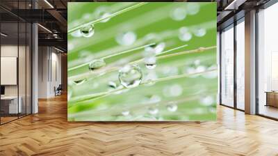 Rain drops on green grass. Fresh morning dew on spring grass. natural background close up macro with shallow DOF Wall mural