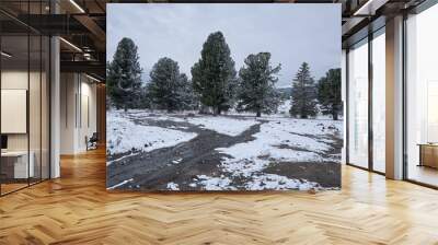 Altai cedar forest on Seminsky mountain pass. Trees are covered by snow. In the foreground is a stream of melting snow. Wall mural