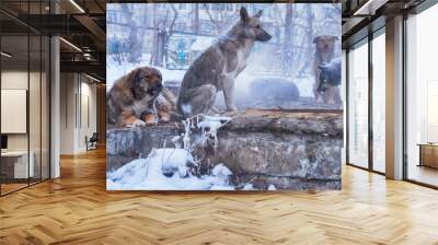 Homeless dogs in winter Wall mural