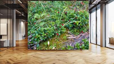 Lingonberry berries in the forest Wall mural