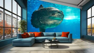 The ocean sunfish or common mola (Mola mola) in the Lisbon Oceanarium in Portugal. Wall mural