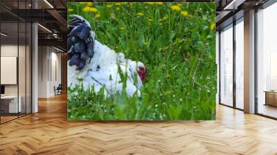 A very large Brahma chicken with an arco red comb on its head and black and white color grazing on the background of a juicy green grass. Wall mural