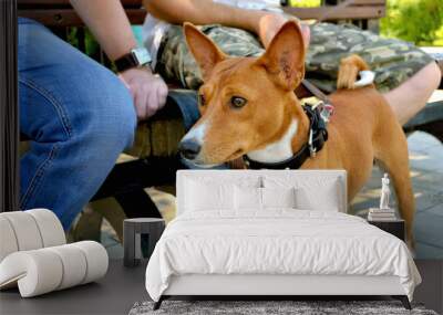 Dog of breed of the Basenji near legs of the person in the summer afternoon in the city park. Wall mural