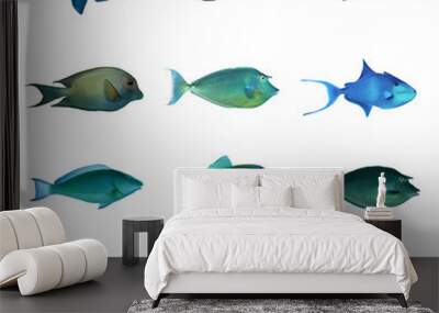 Tropical fish collection on white background. Wall mural