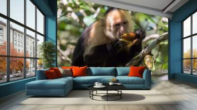 Capuchin monkey in a tree in the forest surrounding the Rincon de la Vieja volcano in Costa Rica. Wall mural