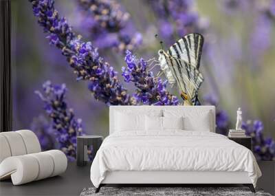 Flambé (Iphiclides podalirius) foraging on a sprig of lavender in Provence Wall mural