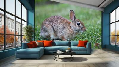 Little Hare in the grass Wall mural