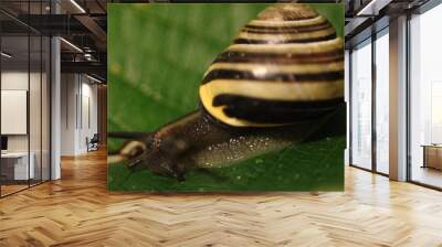 macro close up of a banded snail on a leaf Wall mural