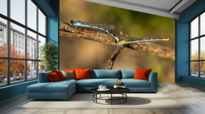 mating of two blue dragonflies in the grass at the edge of a lake Wall mural