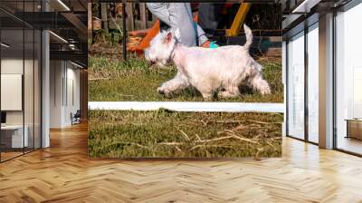 A beautiful west highland white terrier running on the grass in summer. Wall mural