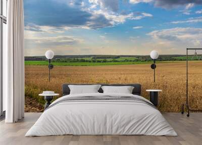 A field of wheat is shown with a clear blue sky in the background Wall mural