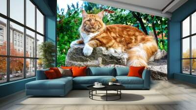 A huge red and white maine coon cat lying on the big rock in the forest on a sunny day. Wall mural