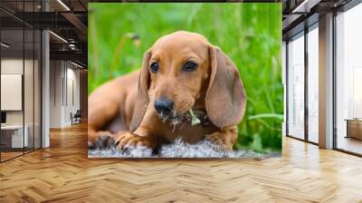 A small puppy of a dachshund hunting dog eats a dandelion lying among the tall green grass and the seeds of the plant scatter around. Blurred background - green gr Wall mural