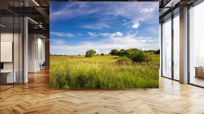 A sprawling meadow with tall grass bathed in the warm light of the sun. A few scattered trees dot the landscape, and the sky above is a brilliant blue with wispy white clouds. Wall mural