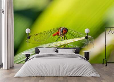 dragonfly on a leaf Wall mural