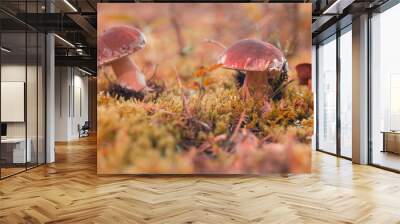 Edible mushrooms grow in the forest. Two ceps in a natural habitat. Fallen yellow leaves, autumn colors. Wall mural